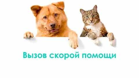 Скорая для кошек