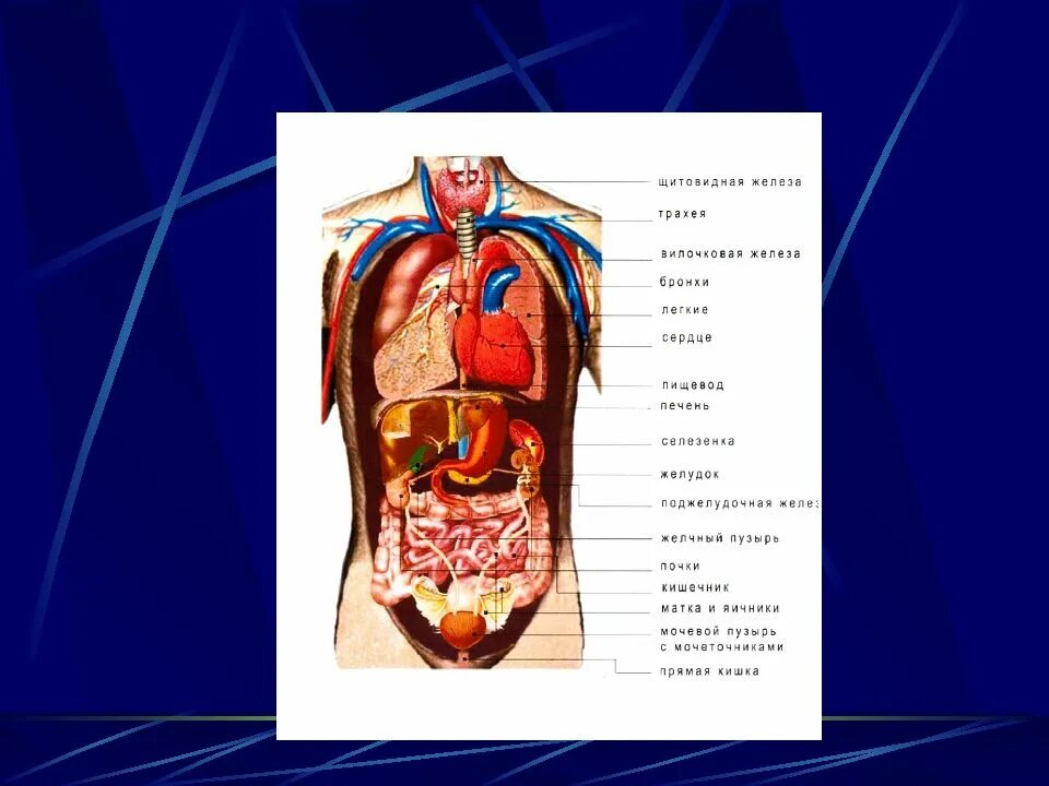 Органы человека расположение с надписями. Расположение органов спереди. Строение человека внутренние органы спереди. Строение внутренних органов сбоку. Строение человека внутренние органы мужчины спереди.