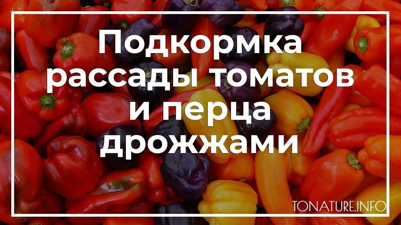 Дрожжи для рассады перцев