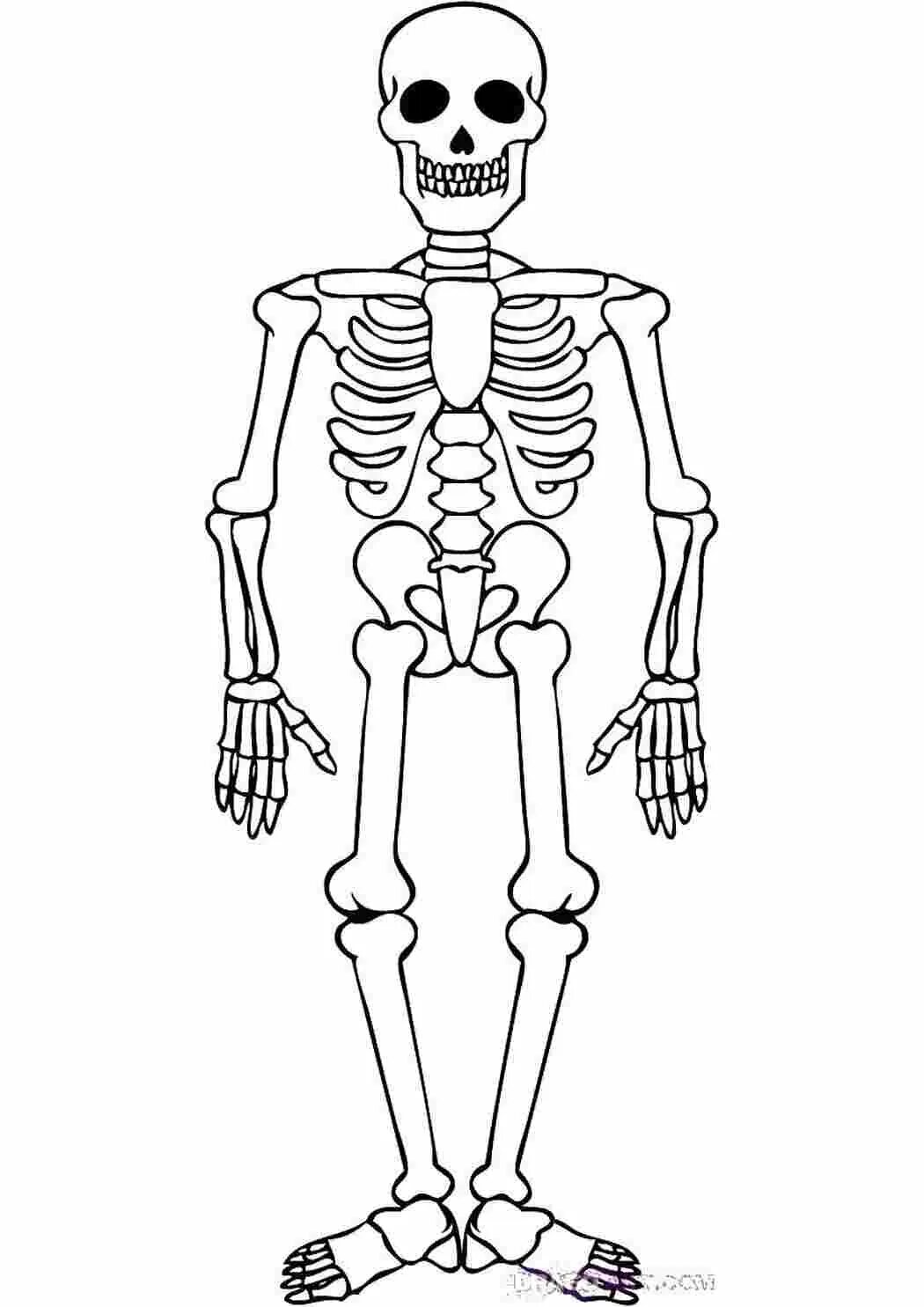 Скелет. Раскраска скелет. Скелет человека. Скелет человека рисунок. Как рисовать скелет