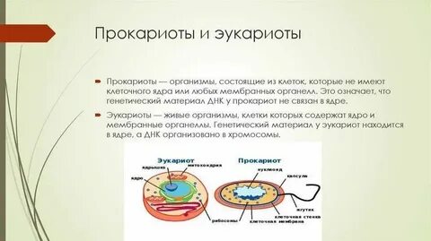 Амеба относится к эукариотам