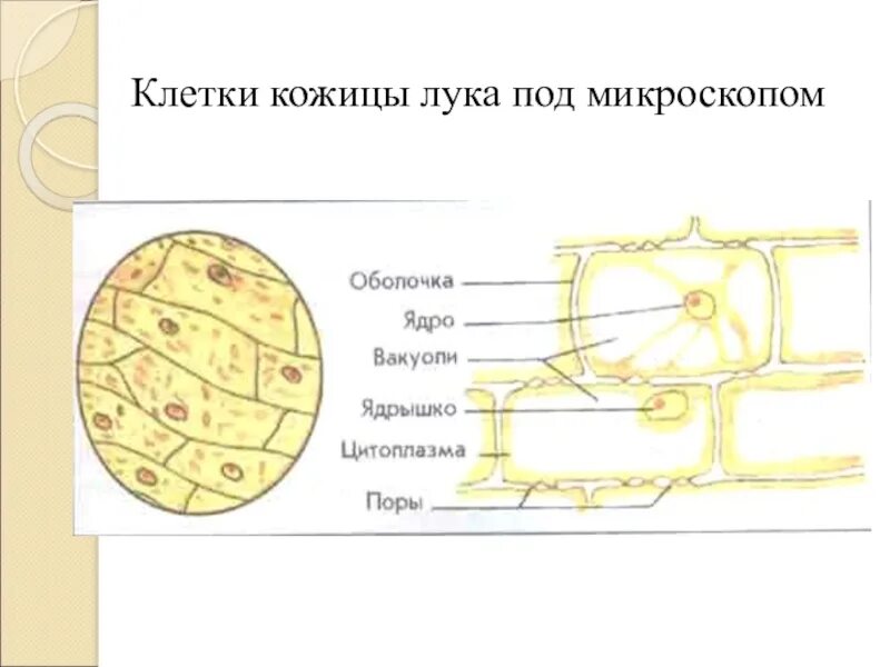 Какой микропрепарат изображен на рисунке