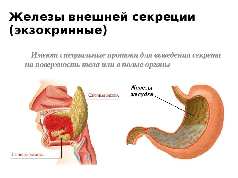 Железы внешней секреции анатомия. Желез внешней секреции система органов. Железы внешней секреции особенности. Экзокринные железы человека. Чем характеризуются железы внешней секреции