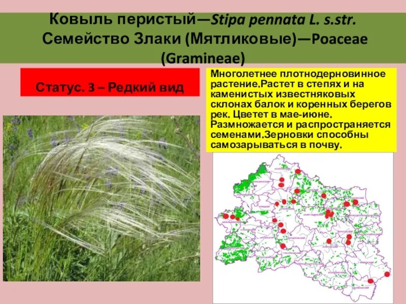 Ковыль обитание