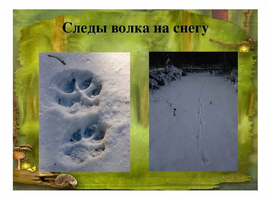 Следы волка и собаки отличие на снегу. Следы волка на снегу. След волка. Волчьи следы на снегу и собачьи. Фото следа волка на снегу и собаки