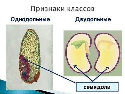 3 примера однодольных