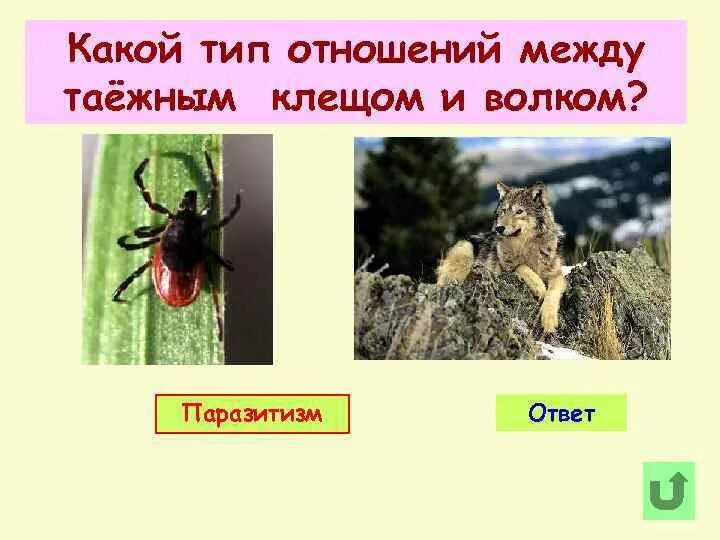 Отношения между волком и зайцем