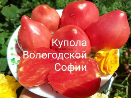 Томат обские купола
