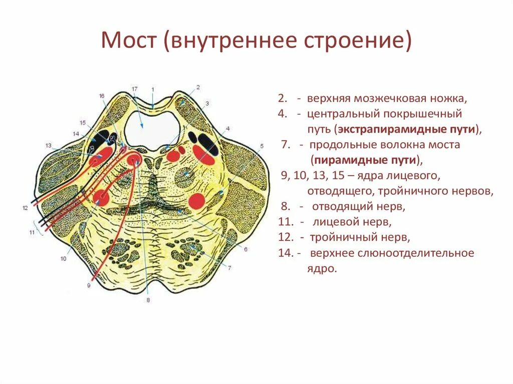 Местоположение моста. Внутреннее строение варолиева моста. Варолиев мост строение. Срез варолиева моста. Строение моста мозга анатомия.