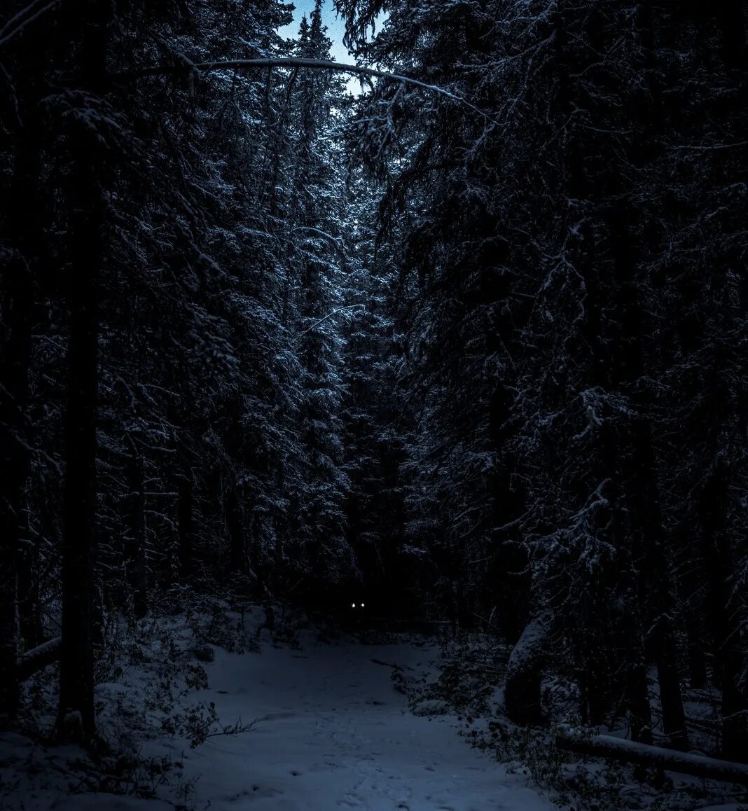 Мрачный снег. Дарк Винтер. «Ночь в лесу». Ночной зимний лес. Темный снежный лес.