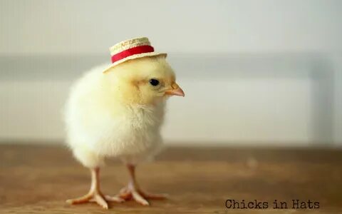 Chick chick chicken