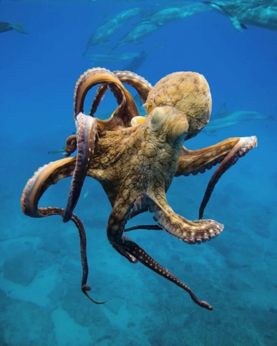 Осьминог в природе. Длиннощупальцевый Спрут. Осьминог Octopus vulgaris. Безглазый глубоководный осьминог. Осьминог Джильберта.