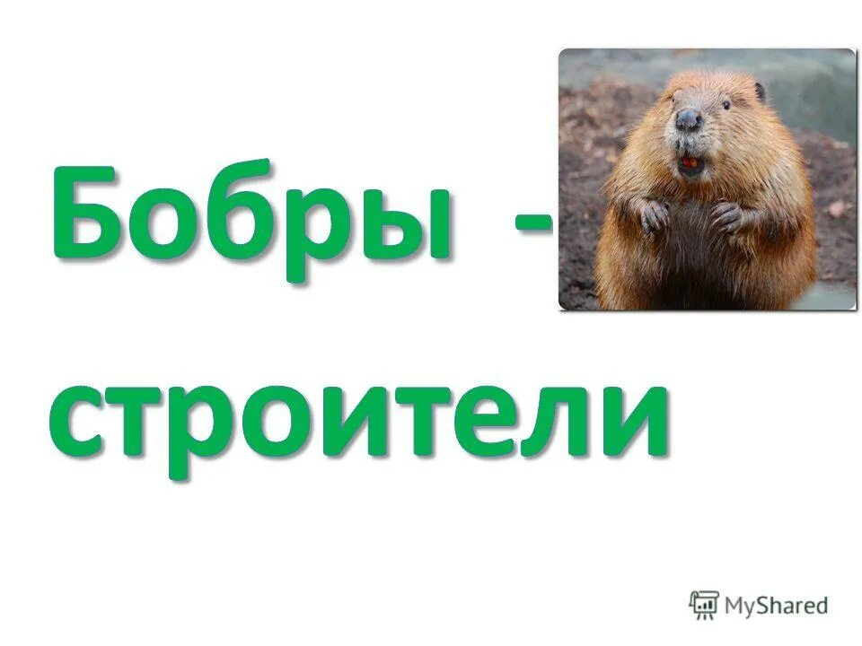Зачем бобры строят плотины на реках. Бобры строители 2 класс. Обыкновенный бобр полуводные млекопитающие. Бобр строитель внеурочное занятие 1 класс презентация. Околоводные животные.
