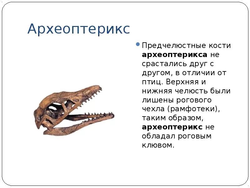 Челюсти птицы покрыты. Челюсти птиц. Нижняя челюсть птиц. Верхняя челюсть птицы. Предчелюстные кости.