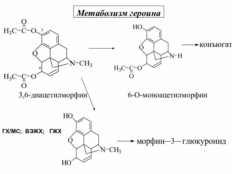 Никотин обмен веществ. Метаболизм героина. Метаболизм морфина. Биотрансформация героина. Биотрансформация морфина.