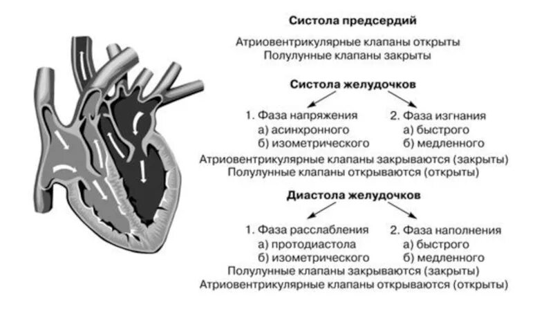 Строение сердца атриовентрикулярный клапан. Фазовый анализ систолы желудочков. Систола желудочков фаза напряжения. Атриовентрикулярные клапаны и полулунные клапаны. Состояние предсердий во время систолы предсердий