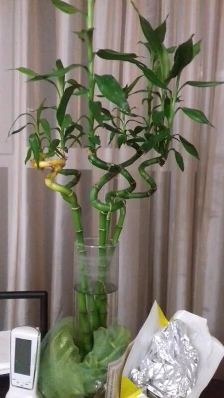 Драцена сандера желтеют листья. Драцена сандера пожелтела. Драцена сандера желтеют листья. Драцена сандера желтеет ствол. Бамбук желтеет.