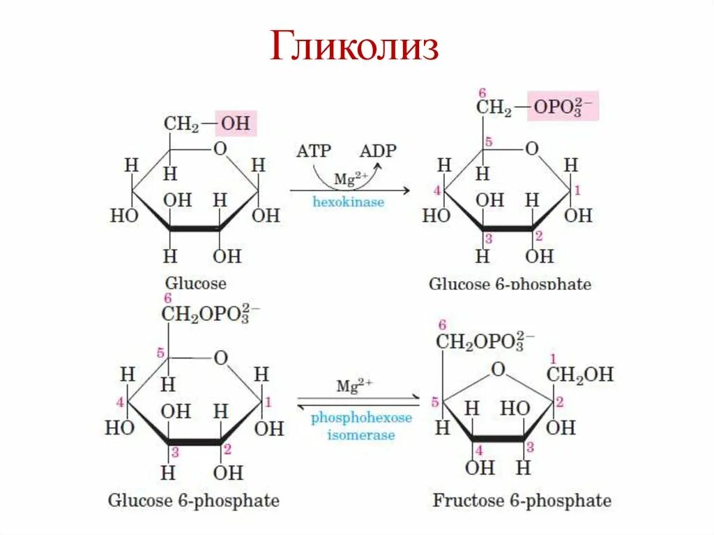 Гликолиз схема с формулами. Гликолиз структурные формулы. Гликолиз реакции биохимия структурные формулы. Гликолиз Глюкозы формула.