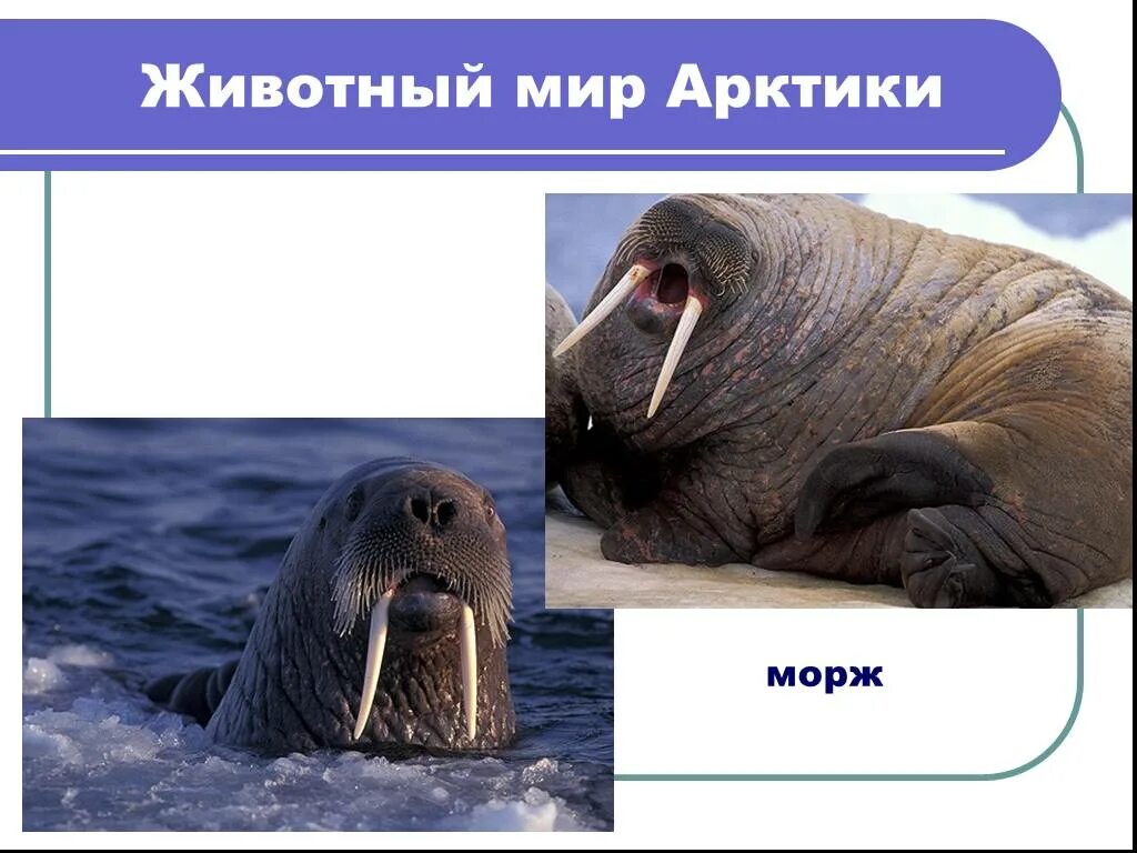 Морж природная зона. Моржи какой природной зоне. В какой природной зоне живут моржи. Морж климатическая зона.