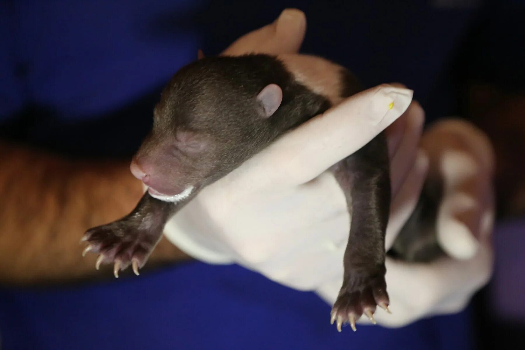 новорожденный медвежонок бурого медведя. новорожденные бурые медвежата. новорожденный бурый медвежонок. новорожденные медвежата бурого медведя. новорожденный бурый медведь.