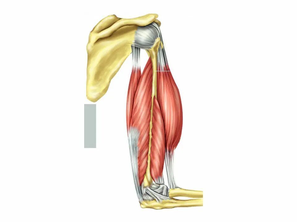 Трицепс мышца. Синергист двуглавой мышцы плеча. Антагонист двуглавой мышцы плеча. Мышца синергист бицепса. Синергист дельтовидной мышцы.