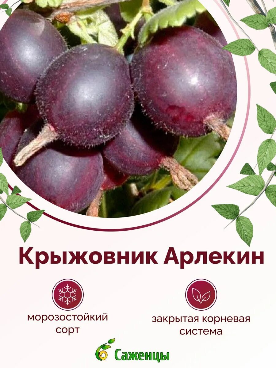 Все Сорта Саженец - купить с доставкой по выгодным ценам в интернет-магазине OZO