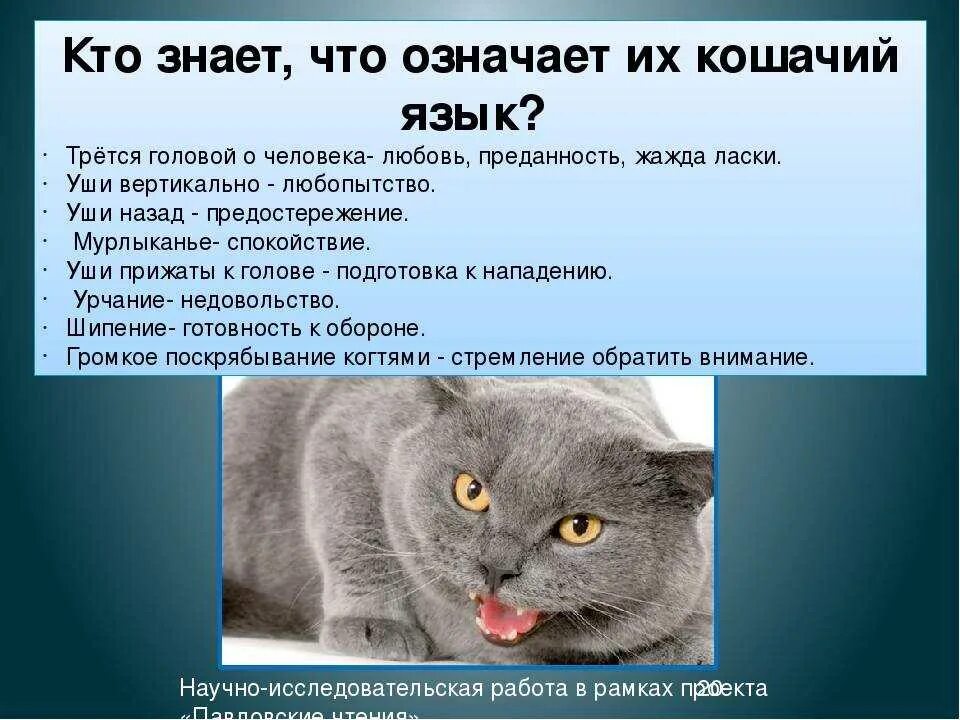 Значение кошачьих