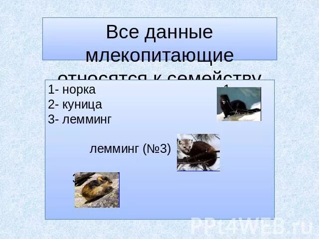 Куница и еж. К какой группе животных относится куница. еж к какой группе животных относится. мышь к какой группе животных относится. к какой группе относится мышь.