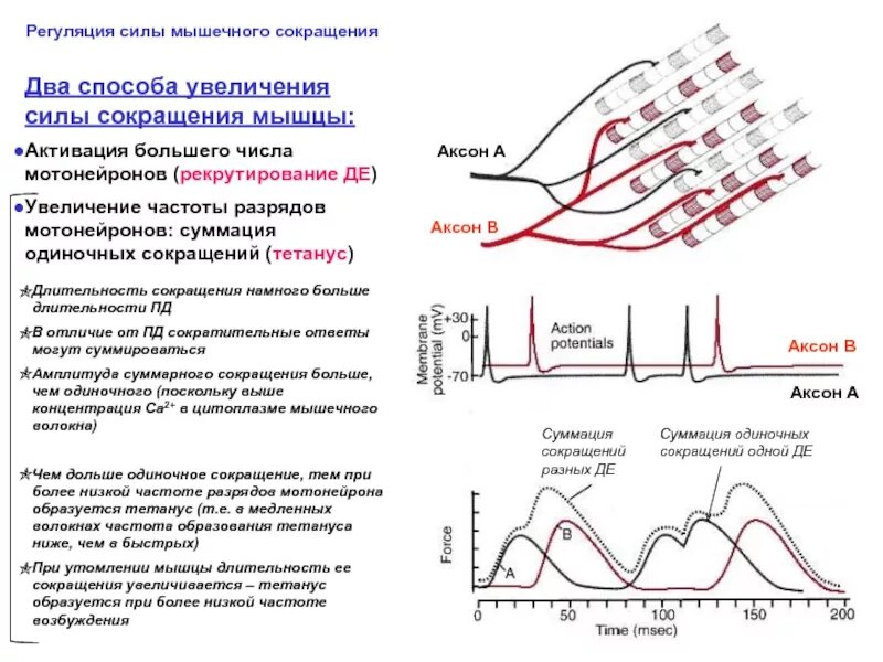 Амплитуда мышечного напряжения