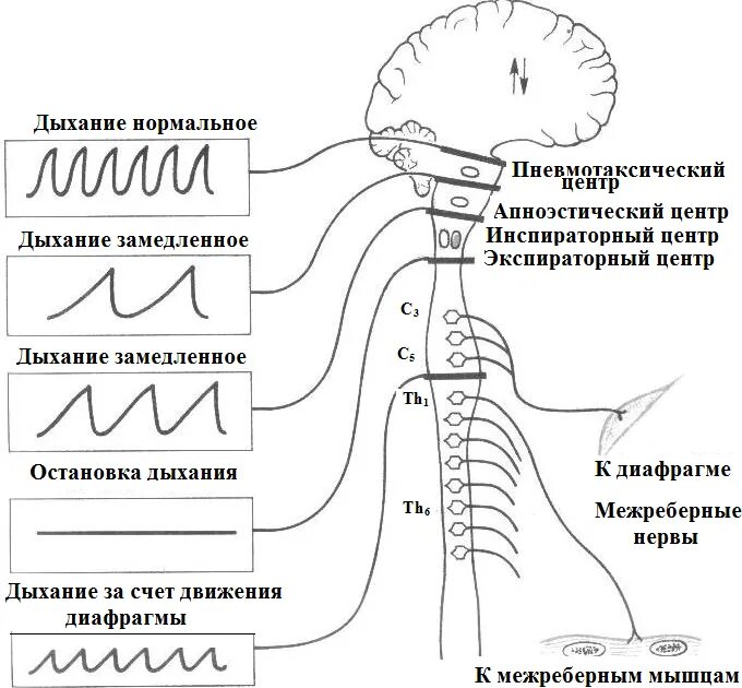 Центр произвольных дыхательных движений. Спинальный уровень регуляции дыхания. Оценка дыхания схема. Дыхательные движения схема. Нормальное дыхание схема.