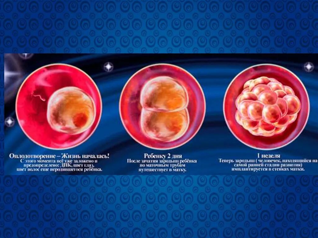 1 неделя беременности что происходит. Развитие эмбриона по неделям. Внутриутробное развитие. Разбитое эмбриона по неделям.