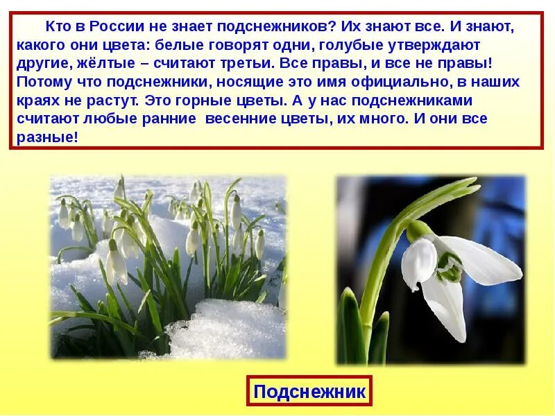 Сказка про подснежник для детей. Раннецветущие растения весной.Подснежник. Описать весенний цветок. Подснежник презентация. Описание подснежника.