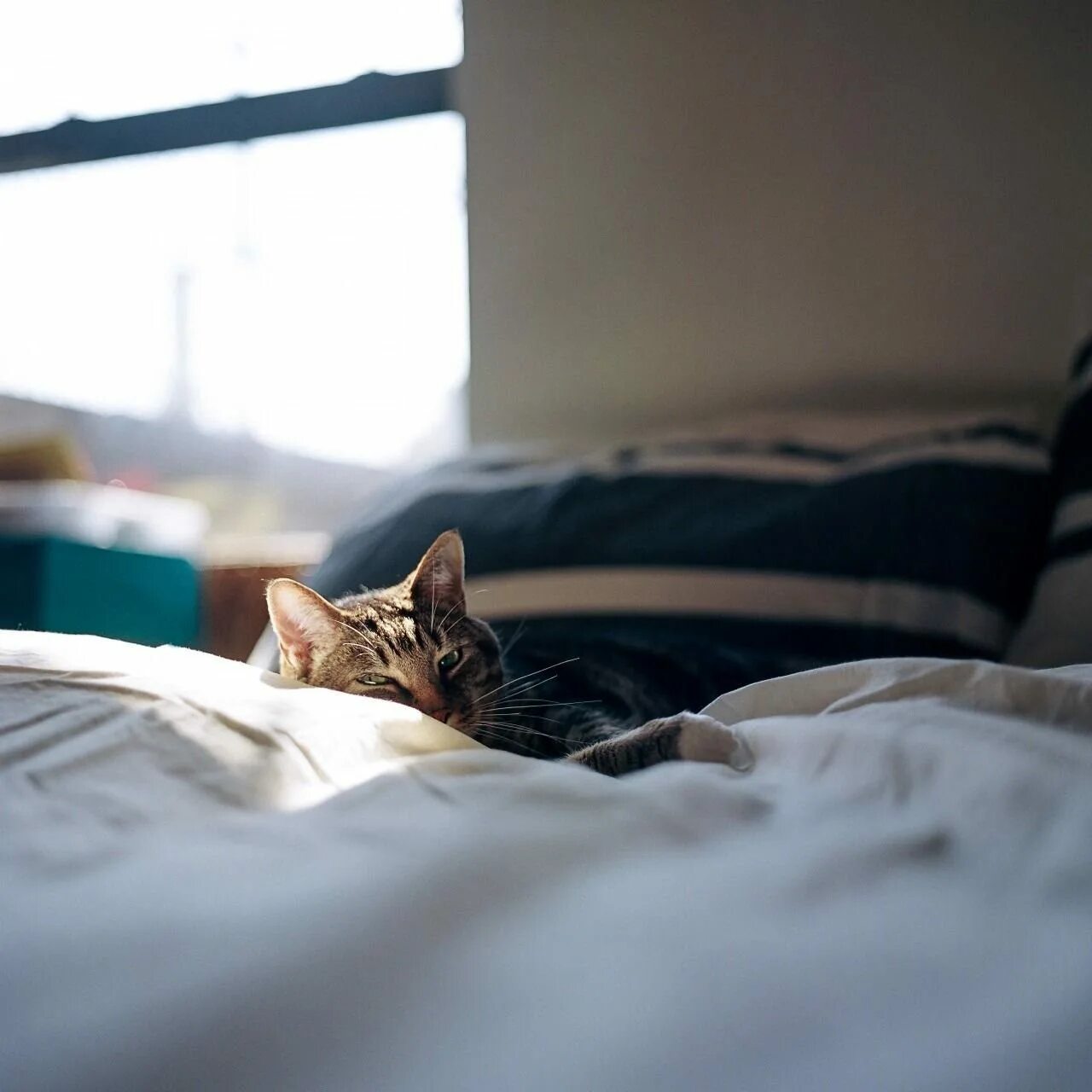 С добрым утром котенок. Котик утром картинка. Утро весна кот. Доброе утро кот. Котик утром картинка.