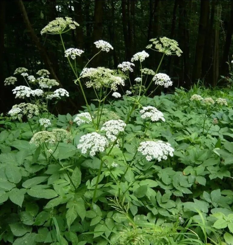 Сныть можно кушать. Сныть птица болотная. купырь лоснящийся.