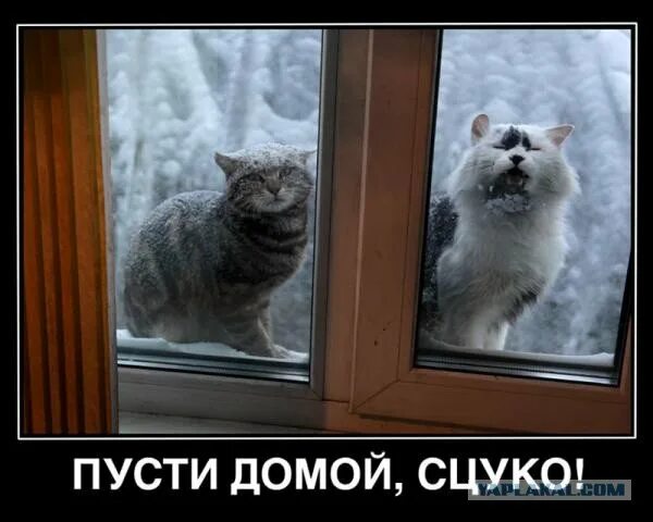Только не домой. Впустите кота. дорогой ты впустил кота. кот домой пустишь. кот за окном мороз.