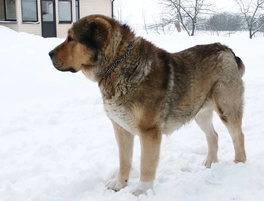 Алабай. Среднеазиатская овчарка. Алабай собака золотистый. Среднеазиатская овчарка алабай рыжий. Чепрачный алабай.