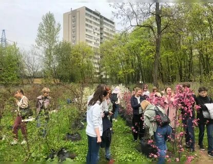 Семья электроугли