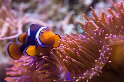 Sea life