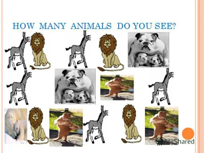 How many animals live. How many animals do you see. How many animals can you see. What animals do you see. Картинка тренируем how many animals.