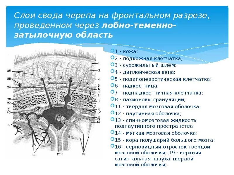 Отдел свода черепа изображение которого сформировано лучами. Отдел свода черепа изображение которого сформировано лучами