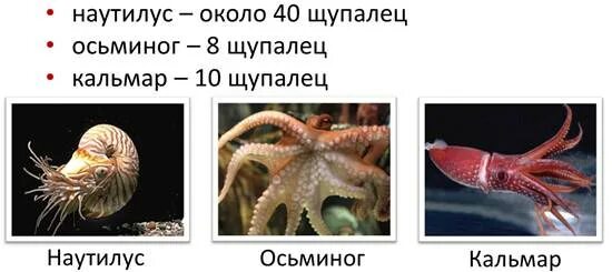 Осьминог симметрия тела. Щупальца кальмара строение. Симметрия головоногих моллюсков. Щупальца головоногих функция.