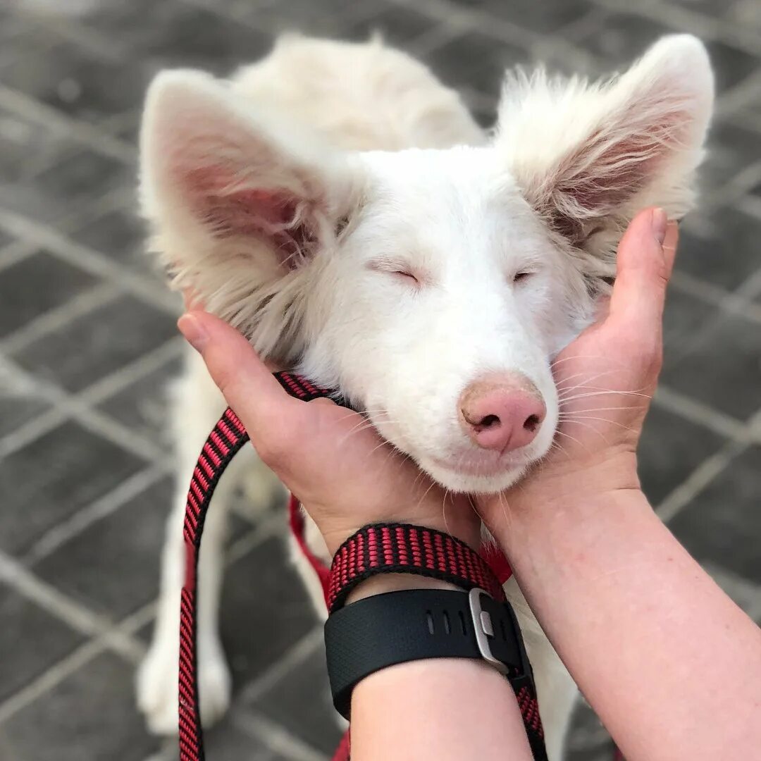 Хаски альбинос щенок. Корги альбинос. Собака альбинос август порода. Дабл мерль бордер колли. Овчарка альбинос щенок.