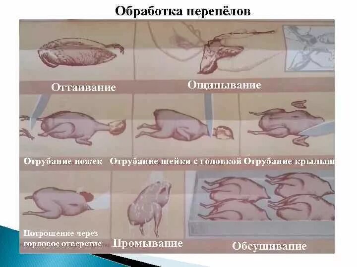 Схема обработки говядины. Первичная обработка домашней птицы. Курица табака разделка. Обработка и разделка дичи. Этапы механической обработки птицы.