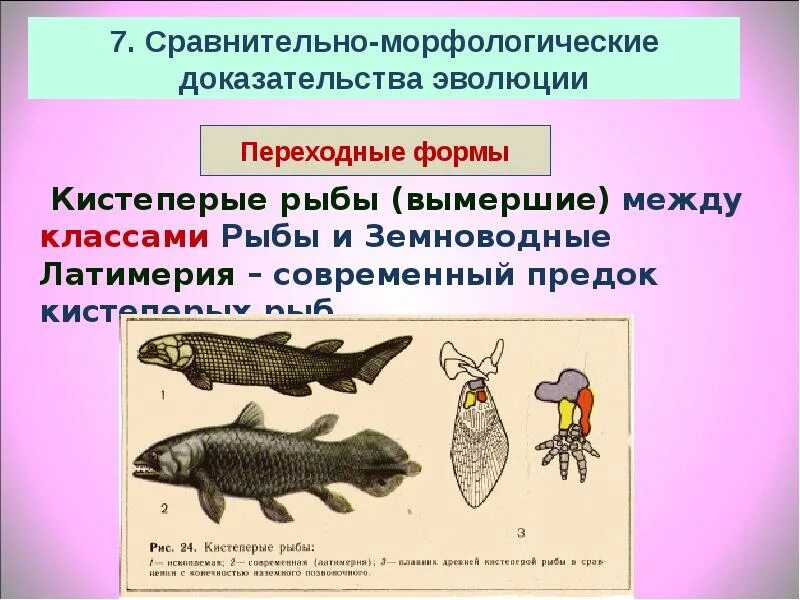 Почему кистеперые рыбы. Семейства отряда кистеперые. Латимерия Эволюция. Представители кистеперых рыб. Латимерия переходная форма между.