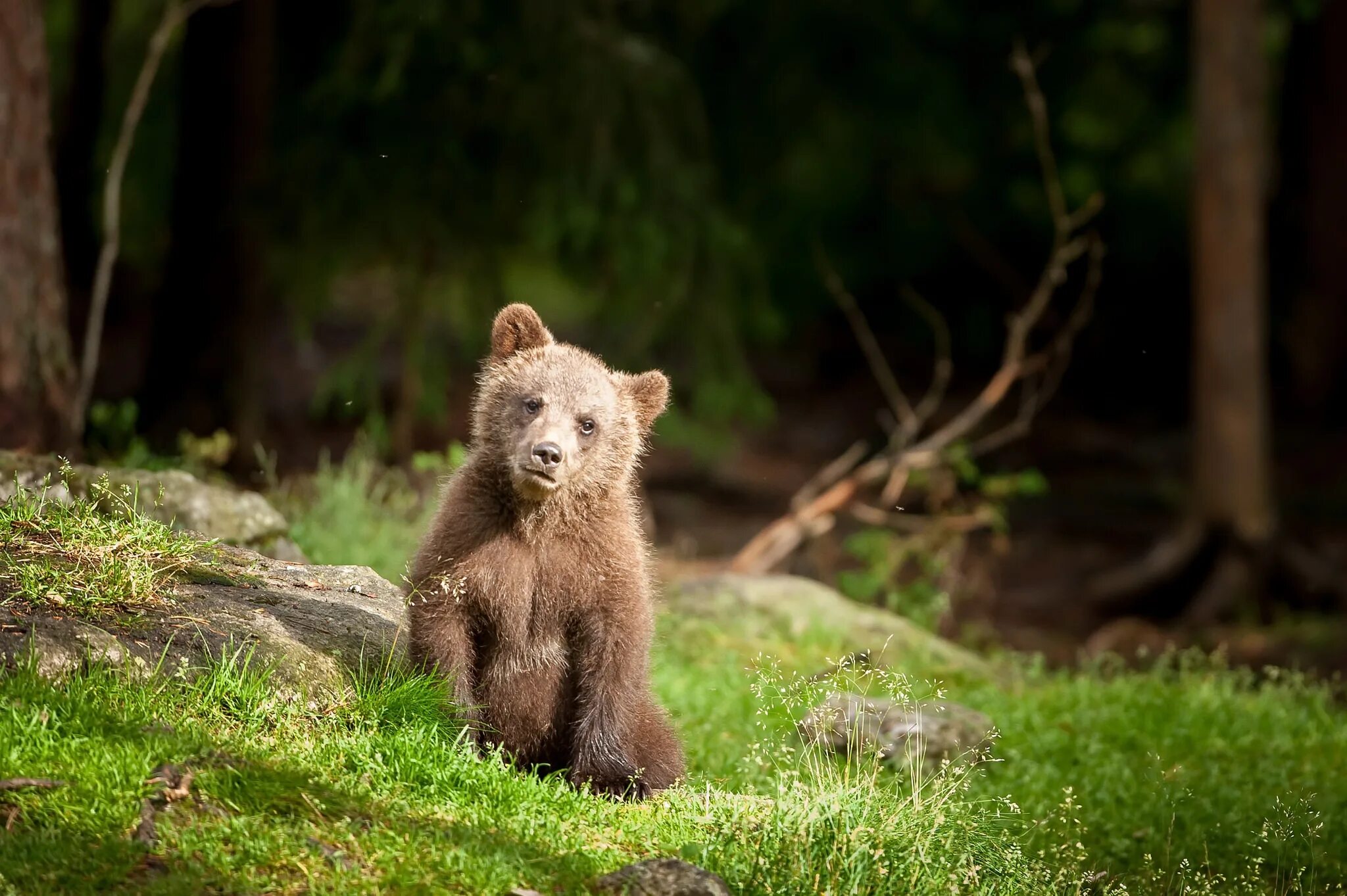 ваф торт мишка косолапый 250г. конфеты победа шоколадные 200г мишка в лесу. мишки в лесу грамм. конфеты победа вкуса мишки в лесу. мишки в лесу грамм.