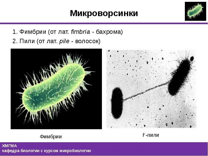 Пили (фимбрии, ворсинки). Фимбрии бактерий строение. Фимбрии (пили 1 типа) обеспечивают. Реснички бактерий микробиология. Пили у простейших