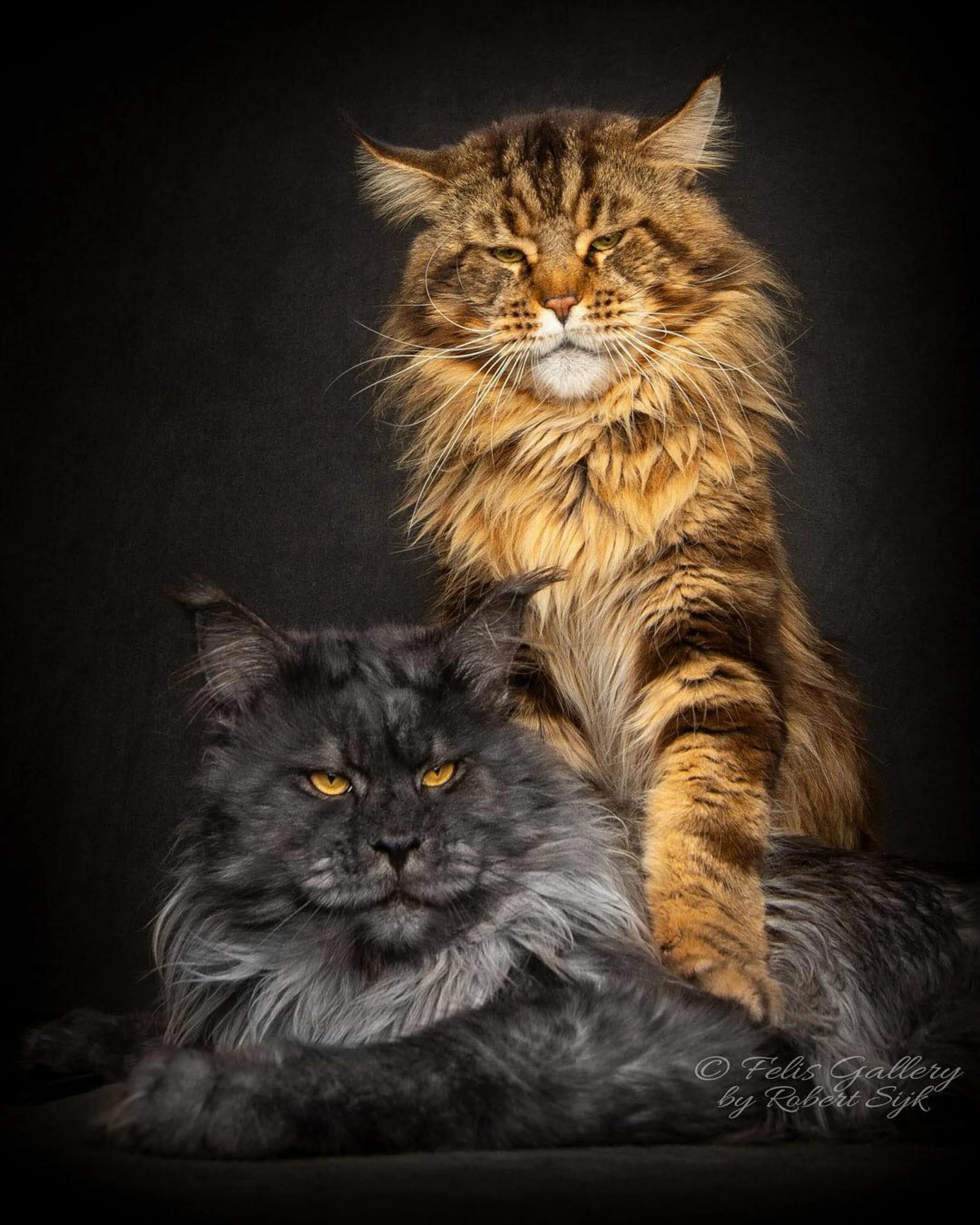 Манкун коты