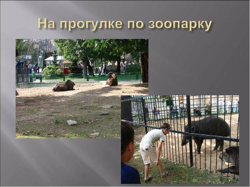 Монолог в зоопарке 10 предложений. Презентация на тему зоопарк. зоопарк для презентации. экскурсия по зоопарку для детей. проект на тему в зоопарке.