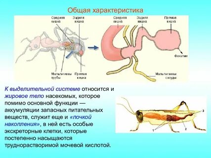 Незамкнутая кровеносная система органы выделения мальпигиевы сосуды