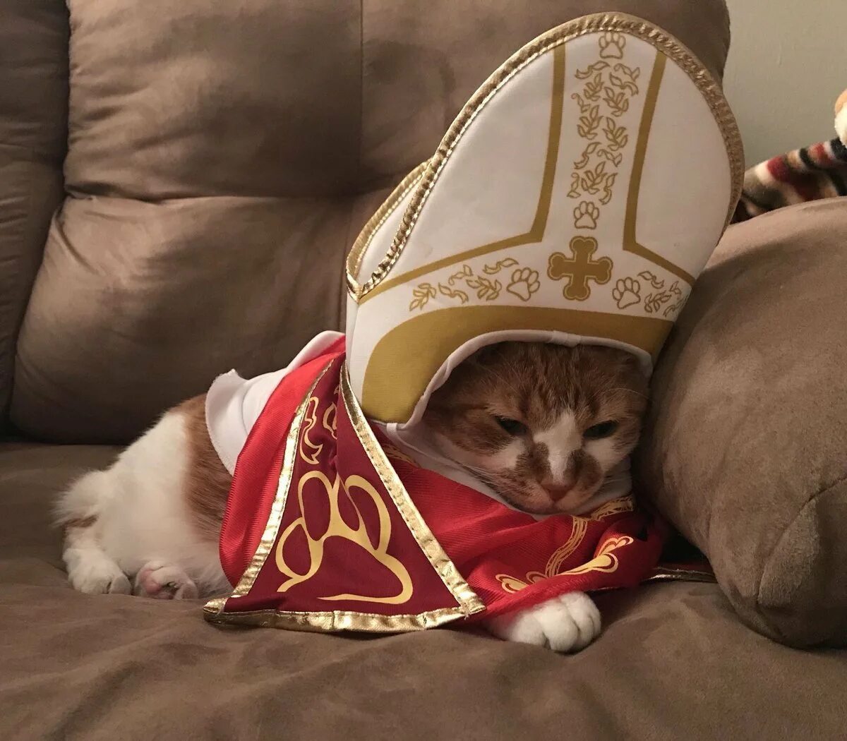 Католик кот котолик. Кот в тапке католик. Кот священник. Кот епископ.